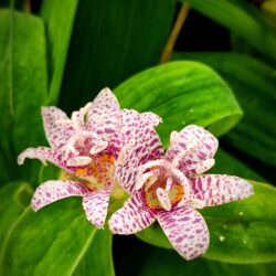 Tricyrtis hirta «Miyazaki»