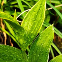 Tricyrtis hirta «Albomarginata»