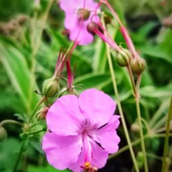 Geranium x cantabrigiense «Karmina» (Iglica)