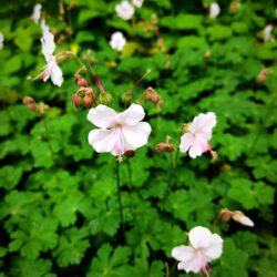 Geranium x cantabrigiense «Biokovo» (G. dalmaticum x G. macrorrhizum) (Iglica)