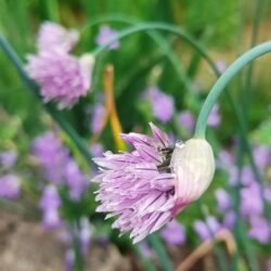 Allium altyncolicum (A. schoenoprasum var altyncolicum) (Ukrasni luk)
