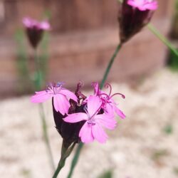 Dianthus pontederae (Karanfil)