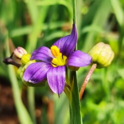 Sisyrinchium idahoense var macounii (Mačić)