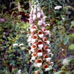 Digitalis lanata  (Naprstak)