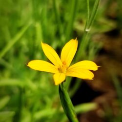 Sisyrinchium patagonicum  (Mačić)