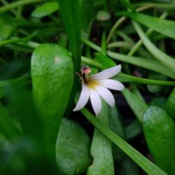 Selliera radicans