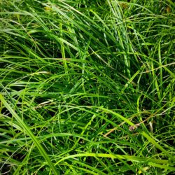 Carex spicata  (Šaš)