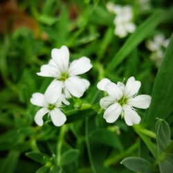 Gypsophila repens (Šlajer)
