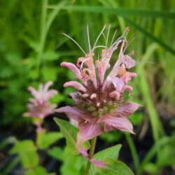 Monarda fistulosa «Oudolf charm» (Indijanska kopriva)