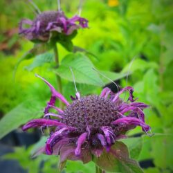 Monarda fistulosa «Eugens purpursamt» (Indijanska kopriva) (Copy)