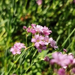 Gypsophila repens «Rosea» (Šlajer)