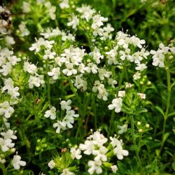 Thymus praecox «Albus» (Timijan)