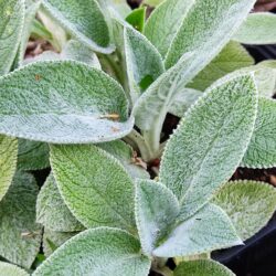 Stachys lanata «Silver carpet» (Čistac)