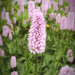 Persicaria bistorta «Superba» (Livadni Dvornik)