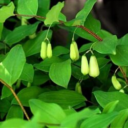Polygonatum yunnanense (Salamunov pečat)