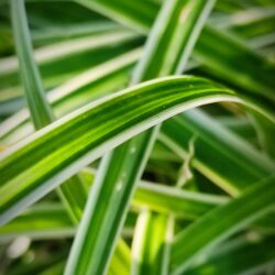 Carex morrowii «Ice Dance» (Šaš)