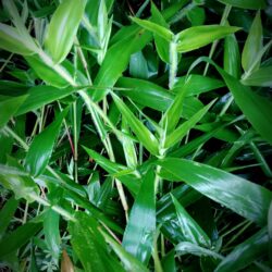 Panicum clandestinum (Ukrasno proso)