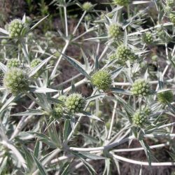 Eryngium campestre (Kotrljan)