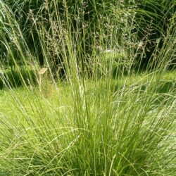 Sporobolus heterolepis «Wisconsis strain»  (Sijačica)