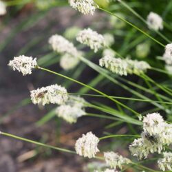 Sesleria heufleriana (Šašika)