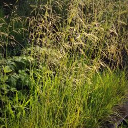 Deschampsia caespitosa «Pixie fountain»  (Busika)