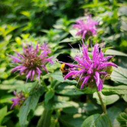 Monarda fistulosa «Andre Eve» (Indijanska kopriva)