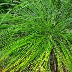 Carex pillulifera (Šaš)