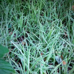 Carex morrowii «Silver Sceptre» (Šaš)