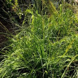 Molinia caerulea (Beskoljenka)