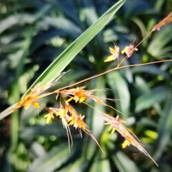 Sorghastrum nutans «Sioux blue»