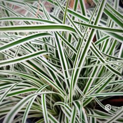 Carex oshimensis «Everest» (C. hachijoensis) (Šaš)