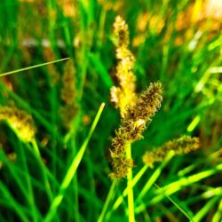 Carex paniculata (Šaš)