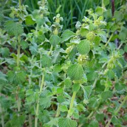 Marubbium vulgare (Tetrljan, Marulja)