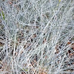 Festuca glauca «Uhte»  (Vlasulja)