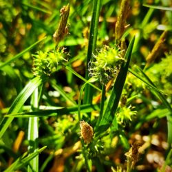 Carex viridula (Šaš)