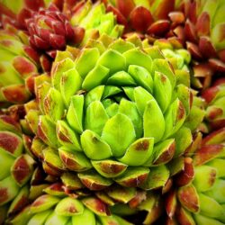 Sempervivum globiferum ssp hirtum ( syn J. hirta) (Čuvarkuća)