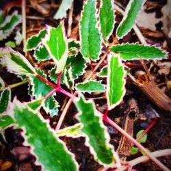 Sanguisorba menziesii «Dali marble» (Krvara)