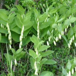 Polygonatum officinale (syn P. odoratum) (Salamunov pečat)