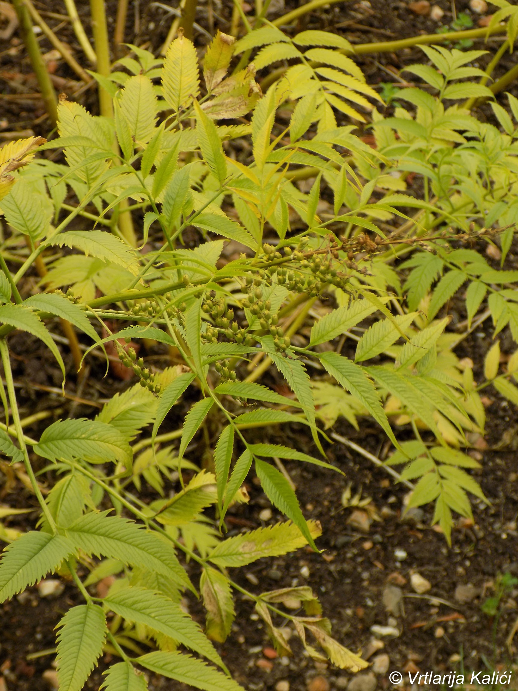 Datisca cannabina - Slika 2