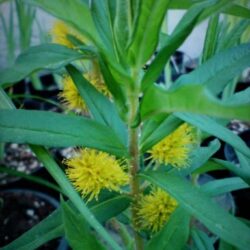 Lysimachia thyrsiflora (Protivak)