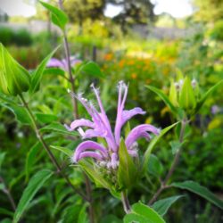 Monarda fistulosa (Indijanska kopriva)