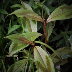 Persicaria virginiana «Comptons form» (Dvornik)
