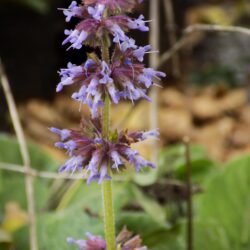 Salvia napifolia (Kadulja)