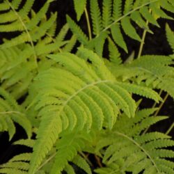 Thelypteris kunthii (Zelenka) – Močvarna Paprat