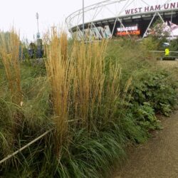 Calamagrostis x acutifolia «Karl Foester» (Šašuljica)
