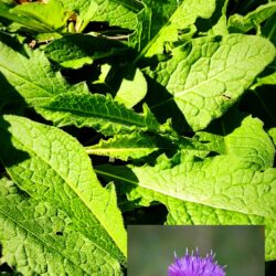 Centaurea nigra hortensis  (Zečina)