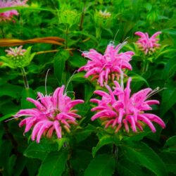 Monarda fistulosa «Petite pink delight» (Indijanska kopriva)