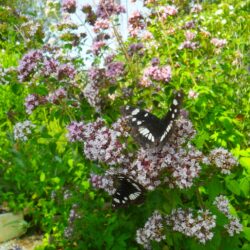Origanum vulgare (Mravinac)