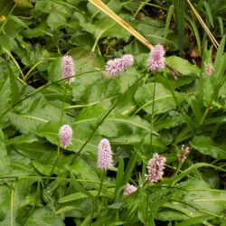 Persicaria bistorta (Livadni Dvornik)