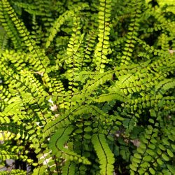 Asplenium trichomanes (Slezenica)